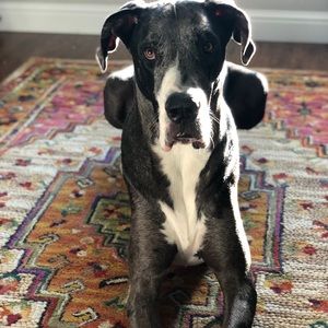 Meet your Posher, Elizabeth